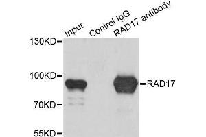 Immunoprecipitation analysis of 200 μg extracts of K562 cells using 1 μg RAD17 antibody (ABIN5973095). (RAD17 抗体)