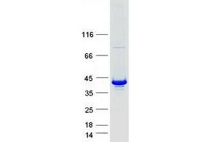 Validation with Western Blot (LZTFL1 Protein (Myc-DYKDDDDK Tag))