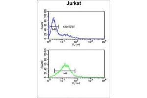 Flow cytometric analysis of Jurkat cells using PLB-Thr17 Cat. (Phospholamban 抗体  (Thr17))