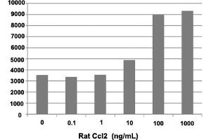Human THP-1 cells were allowed to migrate to rat Ccl2 at (0, 0. (CCL2 蛋白)