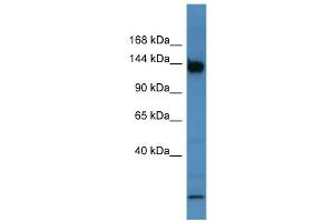 WB Suggested Anti-Bnc1 Antibody Titration:  0. (Basonuclin 1 抗体  (C-Term))