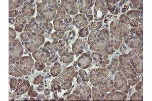 Image no. 1 for anti-PHD Finger Protein 7 (PHF7) (AA 155-381) antibody (ABIN1490975) (PHF7 抗体  (AA 155-381))