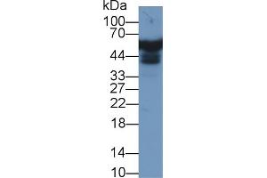 Western Blot; Sample: Human Liver lysate; Primary Ab: 1µg/ml Rabbit Anti-Human APOH Antibody Second Ab: 0. (APOH 抗体  (AA 22-345))