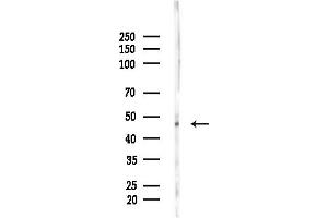 anti-Phenylalanine-tRNA Synthetase 2 (Mitochondrial) (FARS2) (Internal Region) antibody