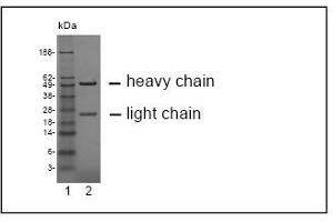 SDS-PAGE analysis of purified HY-8H10 monoclonal antibody. (CEACAM19 抗体)