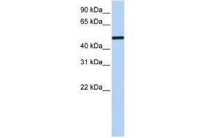 Western Blotting (WB) image for anti-Nuclear Receptor Subfamily 2, Group F, Member 1 (NR2F1) (N-Term) antibody (ABIN630508)