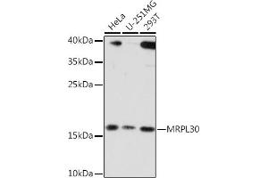 Western blot analysis of extracts of various cell lines, using MRPL30 Rabbit pAb (ABIN7268567) at 1:3000 dilution. (MRPL30 抗体  (AA 1-161))