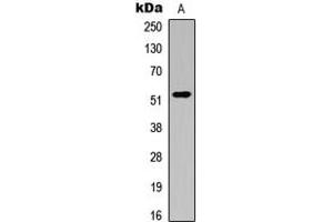 Western blot analysis of ATG4C expression in K562 (A) whole cell lysates.