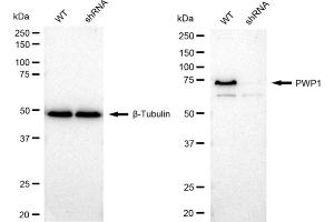 Western blotting analysis using PWP1 antibody (ABIN7800071). (Recombinant PWP1 抗体)