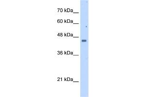 WB Suggested Anti-FDFT1 Antibody Titration:  2. (FDFT1 抗体  (N-Term))