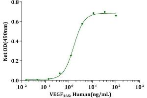 VEGF165, Human stimulates proliferation of HUVEC cells. (VEGF 蛋白)