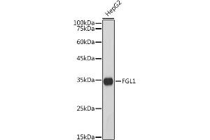 Western blot analysis of extracts of HepG2 cells, using FGL1 antibody (ABIN7267179) at 1:1000 dilution. (FGL1 抗体)