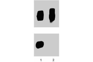 Jurkat cells were treated with 1 mM pervanadate for 15 minutes at 37°C, then either left untreated (lane 1) or treated (lane 2) with 50 µg/ml of alkaline phosphatase for 30 minutes at 37°C. (ZAP-70/Syk (pTyr319) 抗体)