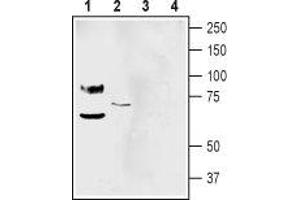 Western blot analysis of mouse brain membranes (lanes 1 and 3) and human SH-SY5Y neuroblastoma cell line lysate (lanes 2 and 4): - 1-2. (ASIC1 抗体  (Extracellular Loop))