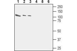 Calcium/calmodulin-Dependent serine Protein Kinase (MAGUK Family) (CASK) peptide