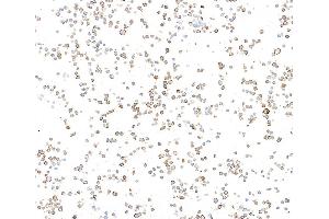 Immunocytochemistry (ICC) image for anti-Biotin antibody (ABIN7795748) (Recombinant Biotin 抗体)