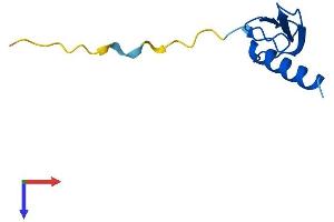 ELOF1 Protein (AA 1-83) (Fc Tag)