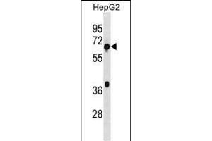 TBC1D3F Antibody (Center) (ABIN1538302 and ABIN2838342) western blot analysis in HepG2 cell line lysates (35 μg/lane). (TBC1D3 抗体  (AA 318-346))