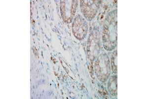 Image no. 4 for anti-Calnexin (CANX) (C-Term) antibody (ABIN361827)