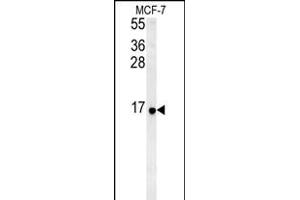 RPS26 Antibody (N-term)&65288,Cat(ABIN651454 and ABIN2840248)&65289,western blot analysis in MCF-7 cell line lysates (35 μg/lane). (RPS26 抗体  (N-Term))