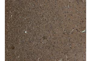 ABIN185110 (5 μg/mL) staining of paraffin embedded Human Cortex.