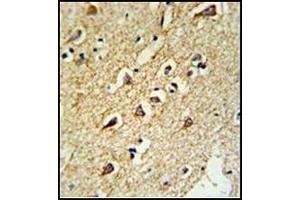 Formalin-Fixed, Paraffin-Embedded Human brain tissue reacted with RPL18A Antibody (C-term), which was peroxidase-conjugated to the secondary antibody, followed by DAB staining. (RPL18A 抗体  (C-Term))