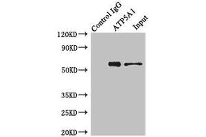 Immunoprecipitating ATP5A1 in Hela whole cell lysate Lane 1: Rabbit control IgG instead of (1? (ATP5F1A (AA 59-257) 抗体)