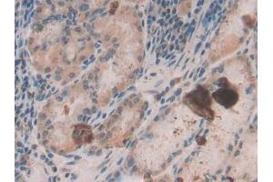 IHC-P analysis of Human Stomach Tissue, with DAB staining. (beta Defensin 1 抗体  (AA 22-69))