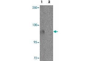 Western blot analysis of PIWIL3 in NIH/3T3 cell lysate with PIWIL3 polyclonal antibody  at 1 ug/mL in (1) the absence and (2) the presence of blocking peptide. (PIWIL3 抗体  (N-Term))