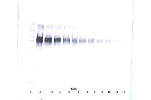 Image no. 2 for anti-Intercellular Adhesion Molecule 1 (ICAM1) antibody (ABIN465660) (ICAM1 抗体)