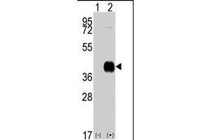 Western blot analysis of CAMK1 (arrow) using CAMK1 polyclonal antibody . (CAMK1 抗体  (C-Term))