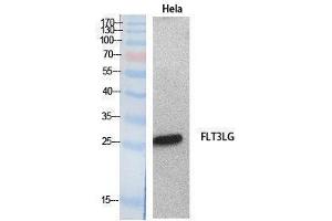 Western Blotting (WB) image for anti-Fms-Related tyrosine Kinase 3 Ligand (FLT3LG) (Internal Region) antibody (ABIN3181060) (FLT3LG 抗体  (Internal Region))