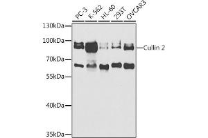 Western blot analysis of extracts of various cell lines, using Cullin 2 antibody (ABIN6129299, ABIN6139249, ABIN6139250 and ABIN6220930) at 1:1000 dilution. (Cullin 2 抗体  (AA 40-310))