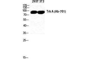 Western Blotting (WB) image for anti-Neurotrophic Tyrosine Kinase, Receptor, Type 1 (NTRK1) (Thr183), (Tyr185) antibody (ABIN3177798) (TRKA 抗体  (Thr183, Tyr185))
