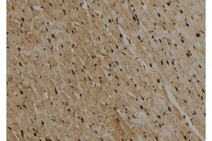 ABIN6274012 at 1/100 staining Rat heart tissue by IHC-P. (GATA2 抗体)