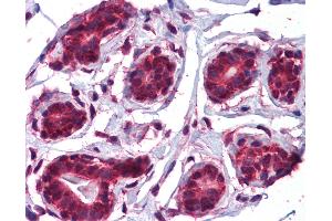 Anti-JMJD5 antibody IHC of human breast. (JMJD5 抗体  (C-Term))