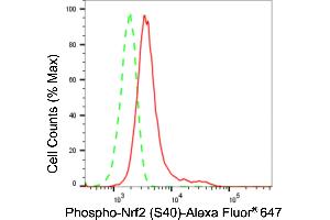 Flow cytometric analysis of Phospho-Nrf2 (S40) expression in HeLa cells using Phospho-Nrf2 (S40) antibody (ABIN7799630), 1:2,000). (Recombinant NRF2 抗体  (pSer40))