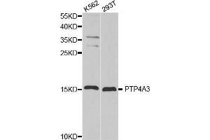 Western blot analysis of extracts of various cell lines, using PTP4A3 antibody. (PTP4A3 抗体  (AA 1-148))
