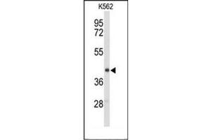 Western blot analysis of ENTPD2 / CD39L1 Antibody (N-term) in K562 cell line lysates (35ug/lane). (ENTPD2 抗体  (N-Term))