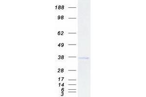 Validation with Western Blot (SPRY2 Protein (Myc-DYKDDDDK Tag))