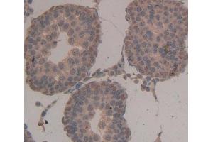 Used in DAB staining on fromalin fixed paraffin- embedded Kidney tissue (NASP 抗体  (AA 3-223))
