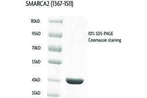 SMARCA2 Protein (AA 1367-1511) (GST tag)