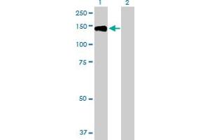 Western Blot analysis of TYRO3 expression in transfected 293T cell line by TYRO3 MaxPab polyclonal antibody.