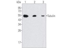 Western Blotting (WB) image for anti-Tubulin, beta (TUBB) antibody (ABIN1109366) (TUBB 抗体)