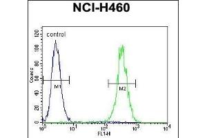 LRRC38 Antibody (C-term) (ABIN655842 and ABIN2845255) flow cytometric analysis of NCI- cells (right histogram) compared to a negative control cell (left histogram). (LRRC38 抗体  (C-Term))