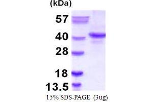 Nanog Protein (AA 1-305)