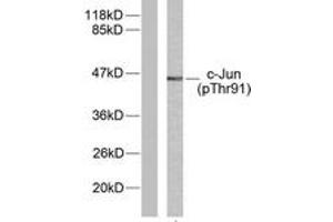 Western blot analysis of extracts from HeLa cells treated with UV, using c-Jun (Phospho-Thr91) Antibody. (C-JUN 抗体  (pThr91))