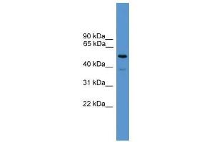 SYT2 antibody used at 0. (SYT2 抗体  (C-Term))