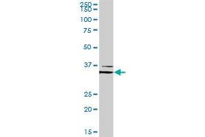 FOXL1 MaxPab rabbit polyclonal antibody. (FOXL1 抗体  (AA 1-345))