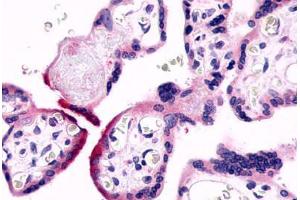 Anti-GPR78 antibody  ABIN1048874 IHC staining of human placenta, villi.